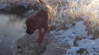 Tosa Inu dog Szogun barks for a stick under the ice [upl. by Relda]