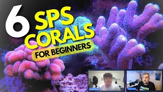 6 SPS Coral For Your Reef Tank That Are Great For Beginners [upl. by Anawk]