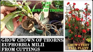 Grow Crown of Thorns from Cuttings Euphorbia Milii [upl. by Lorrie139]