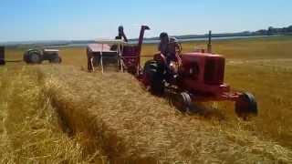 1942 McCormick Deering combine Model 42R harvesting wheat [upl. by Mccreary]