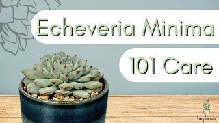 How to Care for the Minima┃Echeveria Minima Care 101 [upl. by Petrina]