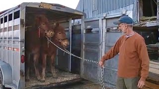 SUFFOLK PUNCH DRAFT HORSES Lesson 2 On Training Colts [upl. by Ignaz312]