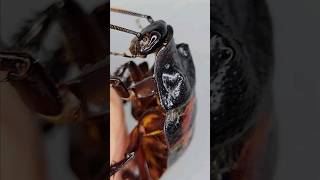 Madagascar Hissing Cockroach 🪳 nature youtubeshorts cockroach animals trending wildlife [upl. by Ecyle558]