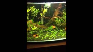 16 Gallon Bowfront Planted Aquarium [upl. by Ymmas]