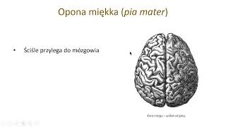 Opony mózgowia i układ komorowy wstęp [upl. by Paloma]