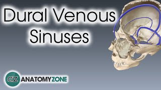 Dural Venous Sinuses  3D Anatomy Tutorial [upl. by Leahcir57]