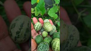 Home gardeninggardening ytshorts trending ytviral garden yt trendingshorts ytshort ytstudio [upl. by Ynttirb]