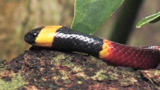 Floridas Venomous Snakes 0310  Coral Snakes [upl. by Rann]