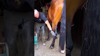 This man cleaned a horses leg for a race shortsvideo [upl. by Georglana]