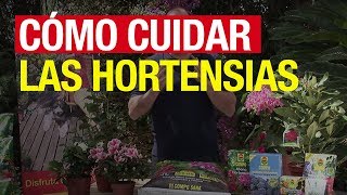 Cómo cuidar las hortensias  COMPO Jardinería [upl. by Anirda]