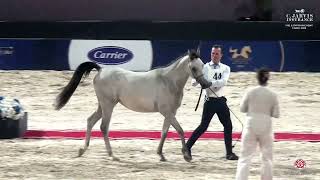 N44 Hekaya Al Karima  The Egyptian Event Cairo 2024  Class 3A SE Fillies 2 Years Old Class [upl. by Roderich]