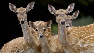 שיחרור יחמורים לטבע  Persian fallow deer Dama dama mesopotamica [upl. by Iila688]