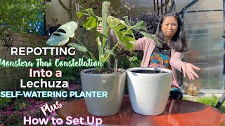 How to Set Up Lechuza SelfWatering PlanterSoil to Pon  Repotting Monstera Thai Constellation [upl. by Epner]