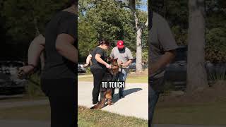 Top Dog Trainer Reveals Shocking German Shepherd Behavior [upl. by Reinar429]