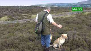 Labrador gun dog training [upl. by Okramed]