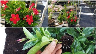 Mandevilla propagation cuttings [upl. by Nytsyrk]