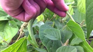 Récolter des haricots verts  conseils potager [upl. by Klotz]