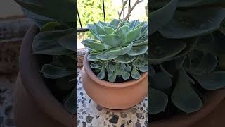 echeveria imbricata succulent plants [upl. by Emmerie]