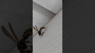 Wasp Nest Starting [upl. by Georgette]