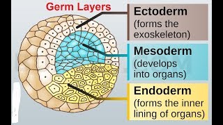 Gastrulation Germ Layer Derivatives 3rd week to 8th week of Development [upl. by Benedicto938]