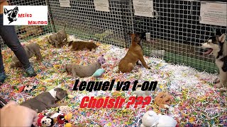 Jachète un Malinois au Salon du Chiot [upl. by Nodarb725]