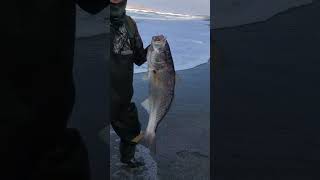 Corvina para el CEVICHE fishing corvina shortvideo shorts [upl. by Iolande]