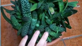 How to care for Gasteria Succulent plants [upl. by Rhodes127]