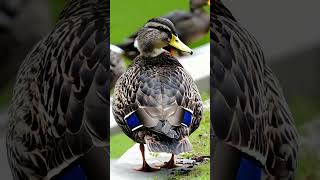 Top Ornithologist Reveals Best American Black Duck Identification Techniques duck duckhunting [upl. by Anawad]