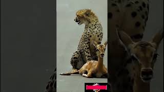 quotHeartPounding Moment Cheetah Catches Baby Deer in Incredible Huntquot [upl. by Onairpic]