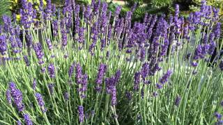 Lavandula angustifolia Hidcote [upl. by Arndt]