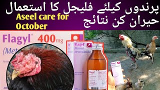 Metronidazole for Chickens and other Poultry Birds Flagyl for Chickens Aseel farming [upl. by Betthezul]