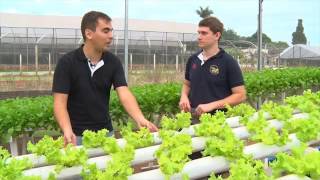 Video Técnico  Como fazer o cultivo hidropônico de hortaliças [upl. by Ailec]