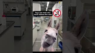 😂🧪🥼 biotech biotechnology laboratorylife lab laboratory meme memes donkey funny viral [upl. by Ytirahc377]