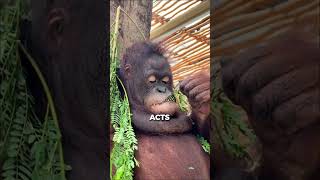 Orangutans Unlikely Friendship with a WHAT [upl. by Atiekram]