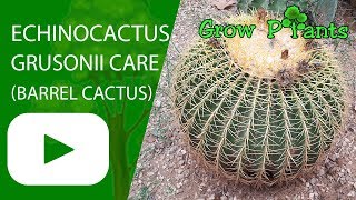 Echinocactus grusonii care Barrel cactus [upl. by Egor]