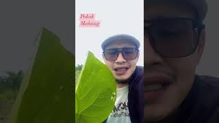 Pokok mahang penawar [upl. by Huberty]