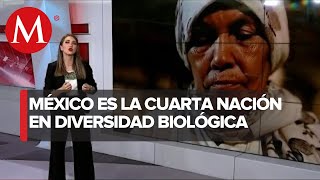 ¿Cómo va México en materia de bienestar de los pueblos indígenas [upl. by Nolan612]