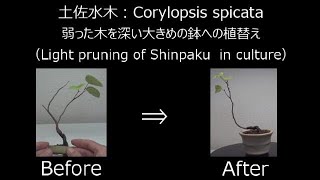 【ミニ盆栽：mini bonsai】土佐水木‐１ （2019年）：Corylopsis spicata 剪定と植替え How to miniBonsai [upl. by Melony]