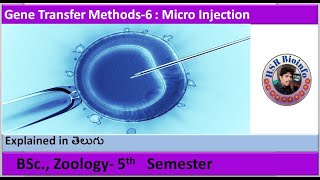 Gene Transfer Methods6  micro injection BSc Zoology  HSR Bioinfo [upl. by Margery]