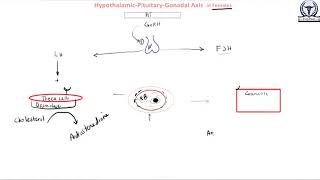 Hypothalamic Pituitary Gonadal Axis in Females [upl. by Pastelki]