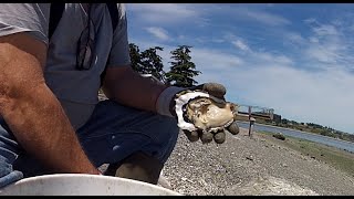 Oyster shucking amp butter clamming the same day quot4th of Julyquot [upl. by Grantland]