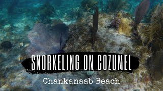 Snorkeling on Cozumel Chankanaab Beach [upl. by Aratihc203]