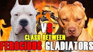 Dogo Argentino vs Pitbull  Pitbull vs Dogo Argentino  Powerful Guard Dog  Billa Boyka [upl. by Murrell890]