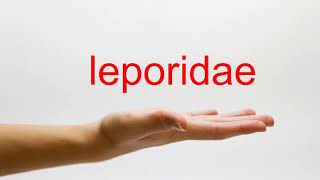 How to Pronounce leporidae  American English [upl. by Schaffel]