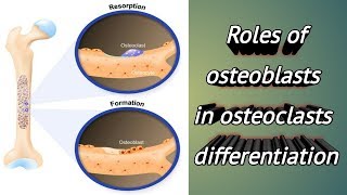 Roles of osteoblasts involved in osteoclasts differentiation ISM [upl. by Allevon]