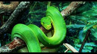 Animal Encyclopedia Pythons [upl. by Mellicent]