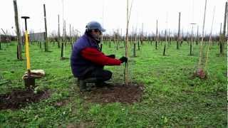 Comment planter un arbre [upl. by Westbrook]