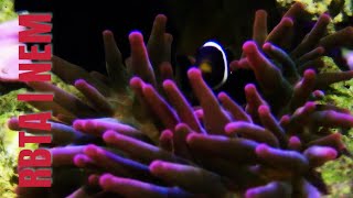 BUBBLE TIP ANEMONE CARE GUIDE FOR BEGINNER  WHAT YOU NEED TO KNOW BEFORE BUYING [upl. by Cartwright893]