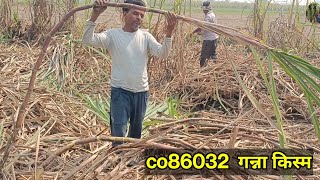 86032 गन्ना किस्म  co86032 sugarcane variety [upl. by Huesman]