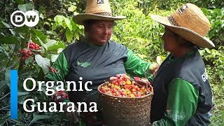 Organic Guaraná in Brazil Indigenous peoples show the way  Global Ideas [upl. by Lorri993]